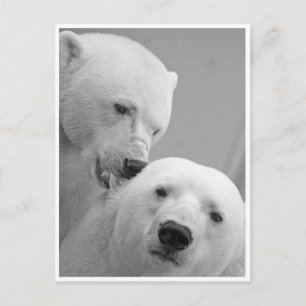 Polar Bear Nibbles Postcard