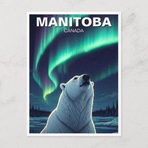 Polar Bear northern lights Manitoba Canada Postcard