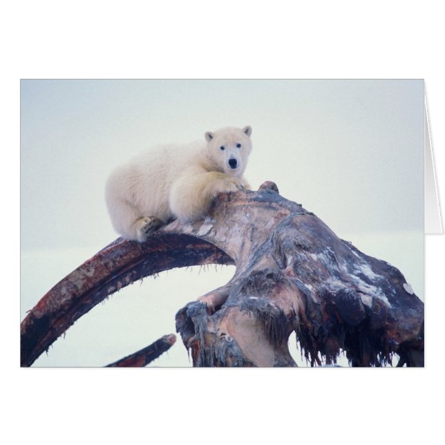 Polar bear on top of a bowhead whale jaw bone, (Front Horizontal)