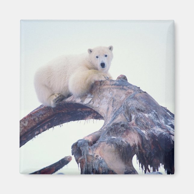 Polar bear on top of a bowhead whale jaw bone, magnet (Front)