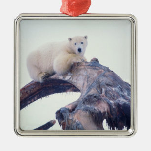 Polar bear on top of a bowhead whale jaw bone, metal tree decoration