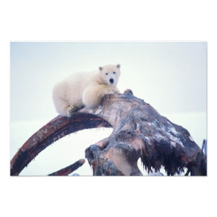 Polar bear on top of a bowhead whale jaw bone, photo print