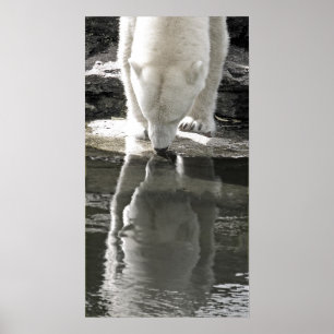 Polar Bear, Part Black and White (7) Poster