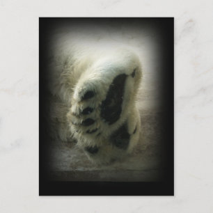 Polar Bear Paws Postcard
