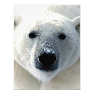 Polar Bear Photo Print