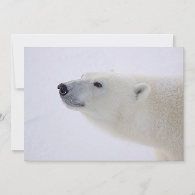 Polar Bear Portrait Holiday Card (Front)