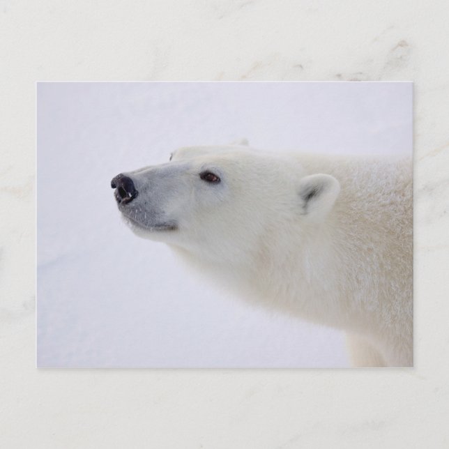 Polar Bear Portrait Holiday Postcard (Front)