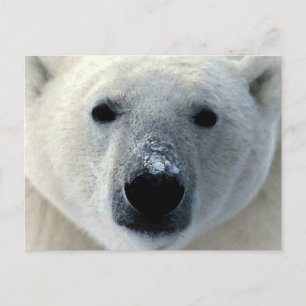 Polar Bear Postcard