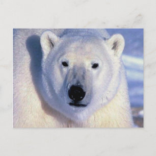 Polar Bear Postcard