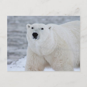 Polar bear postcard