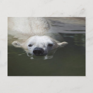 Polar Bear Postcard