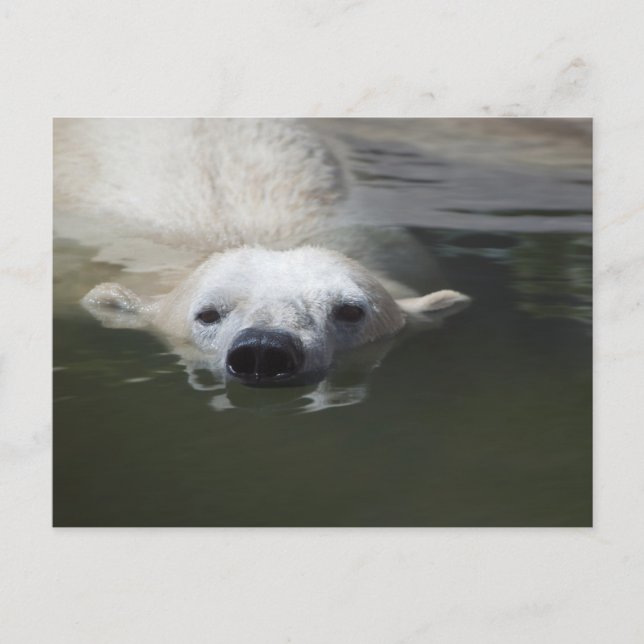 Polar Bear Postcard (Front)