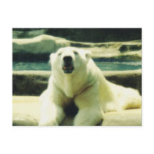 Polar Bear Postcard