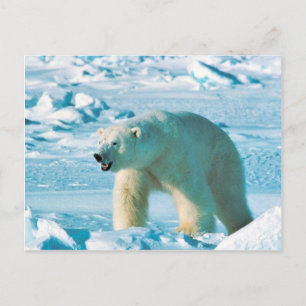 Polar Bear Postcard