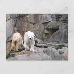 POLAR BEAR postcard