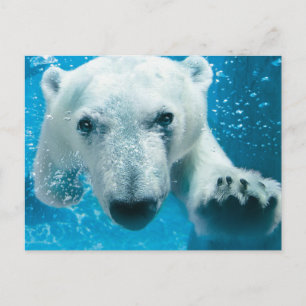Polar Bear Postcard