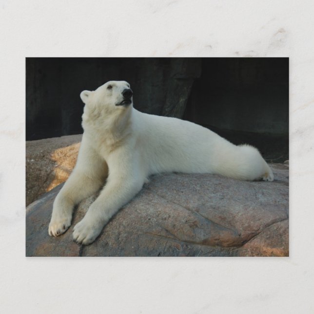 Polar Bear postcard (Front)