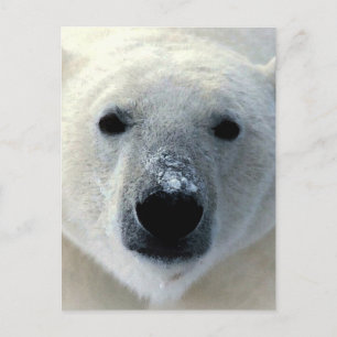 Polar Bear Postcard