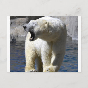 Polar Bear Postcard