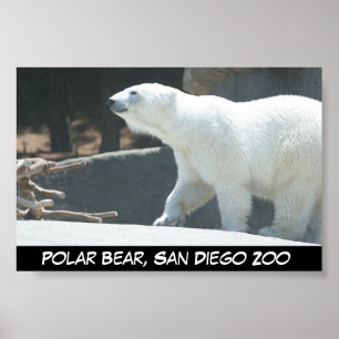 Polar Bear Poster
