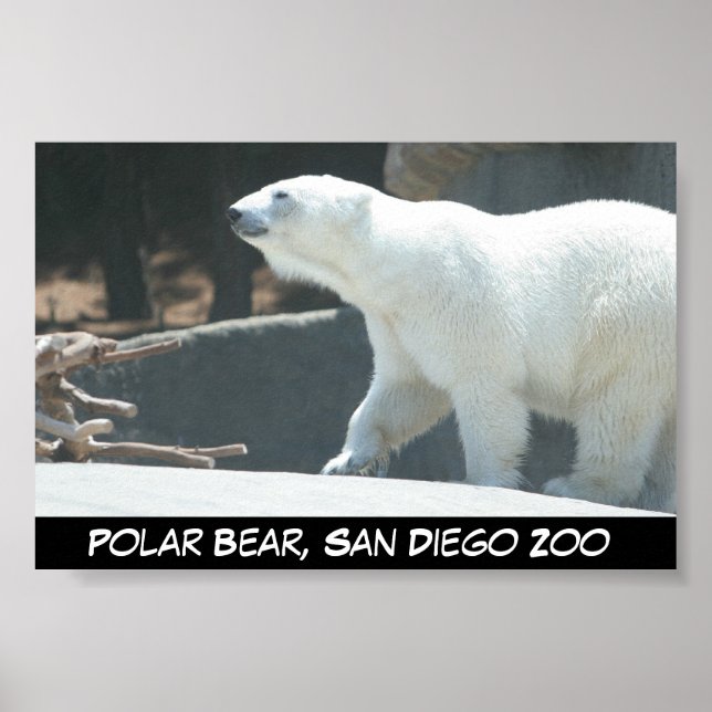 Polar Bear Poster (Front)