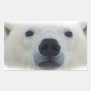 Polar Bear Rectangular Sticker