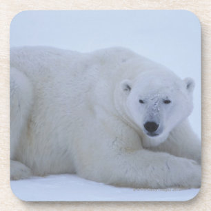 Polar Bear Resting in Snow Coaster