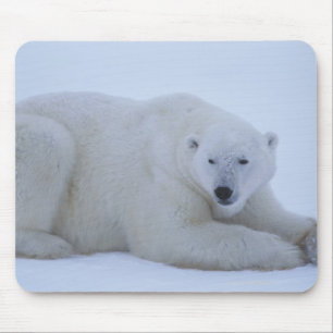 Polar Bear Resting in Snow Mouse Mat