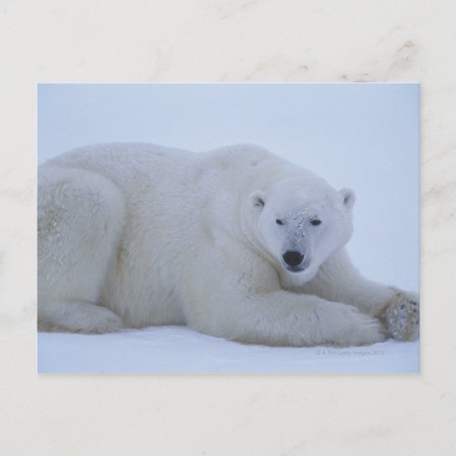 Polar Bear Resting in Snow Postcard (Front)
