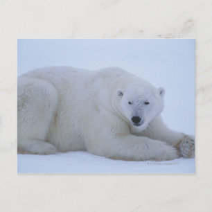 Polar Bear Resting in Snow Postcard