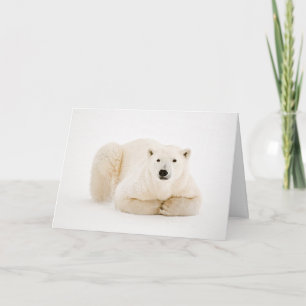 Polar Bear Resting on Hudson Bay Ice Holiday Card