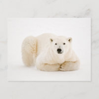 Polar Bear Resting on Hudson Bay Ice