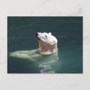 Polar bear resting postcard