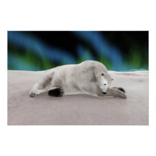 Polar Bear Resting Poster