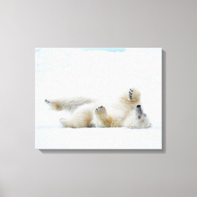 Polar bear rolling in snow, Norway Canvas Print (Front)