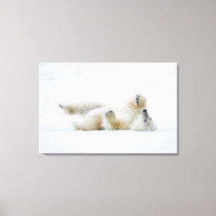 Polar bear rolling in snow, Norway Canvas Print