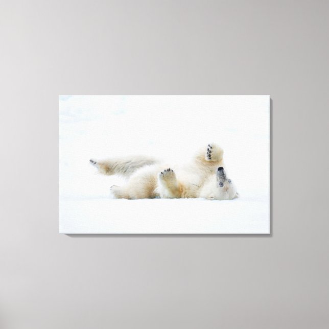 Polar bear rolling in snow, Norway Canvas Print (Front)