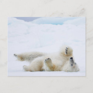 Polar bear rolling in snow, Norway Postcard