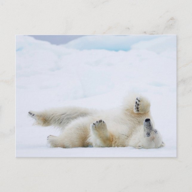 Polar bear rolling in snow, Norway Postcard (Front)