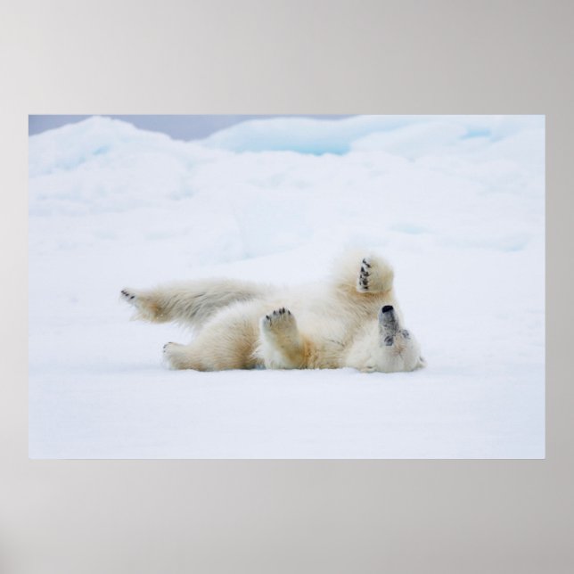 Polar bear rolling in snow, Norway Poster (Front)