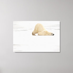 Polar bear scratching itself on frozen tundra canvas print