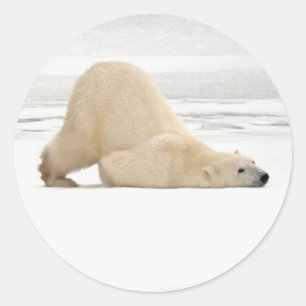 Polar bear scratching itself on frozen tundra classic round sticker