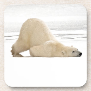 Polar bear scratching itself on frozen tundra coaster
