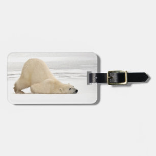Polar bear scratching itself on frozen tundra luggage tag