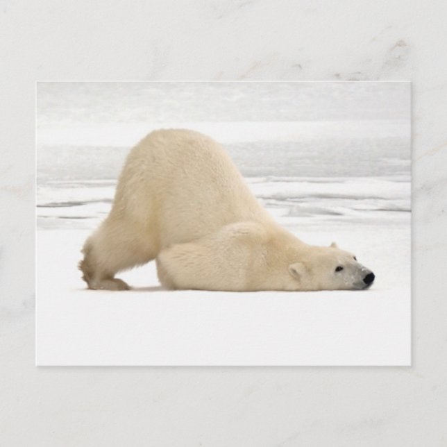 Polar bear scratching itself on frozen tundra postcard (Front)