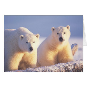 Polar bear sow with cub on pack ice
