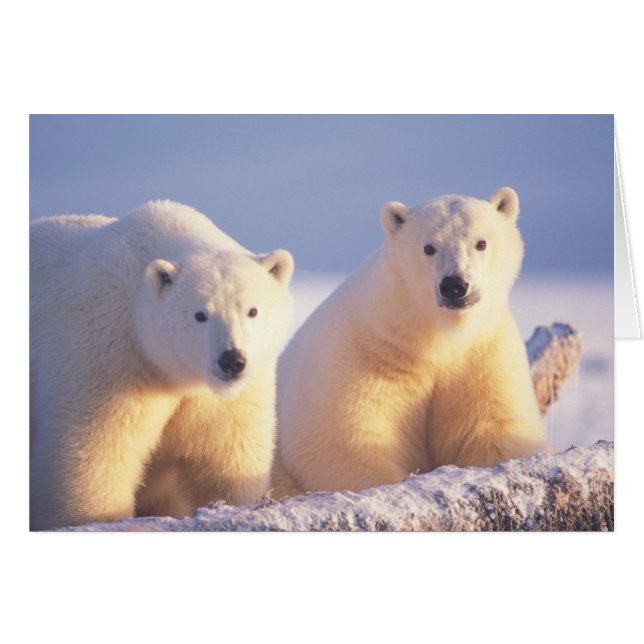 Polar bear sow with cub on pack ice (Front Horizontal)