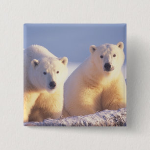 Polar bear sow with cub on pack ice 15 cm square badge