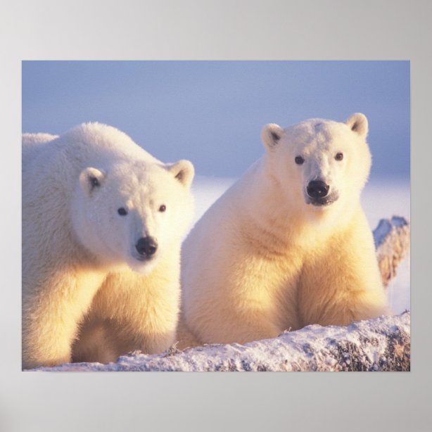 Polar Bear Posters & Prints | Zazzle UK