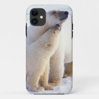 Polar bear sow with cub, pack